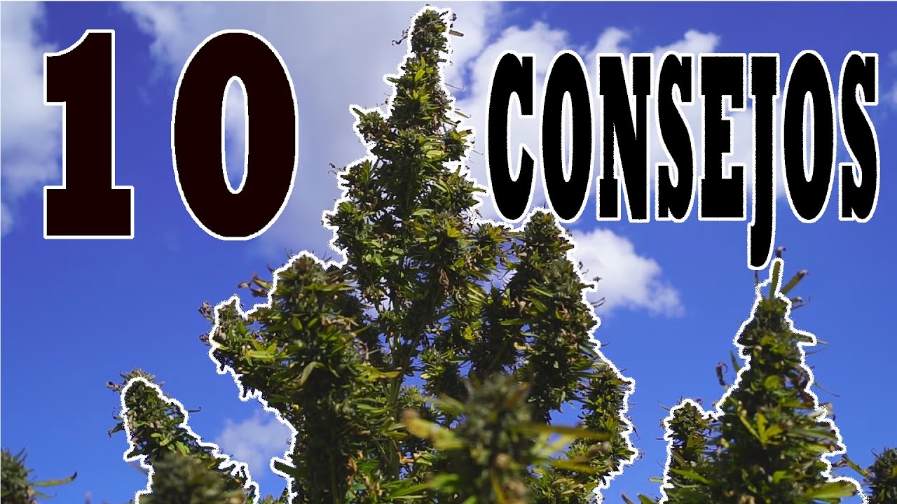 10 TIPS ON HOW #CULTIVAR #MARIHUANA OUTDOORS 2024