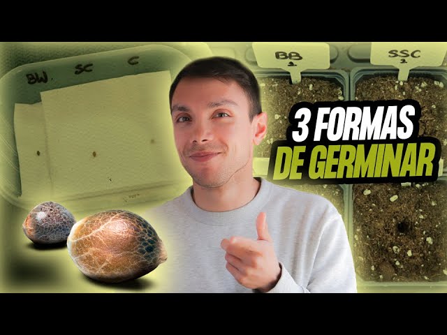 3 Effective Ways to Germinate Marijuana Seeds