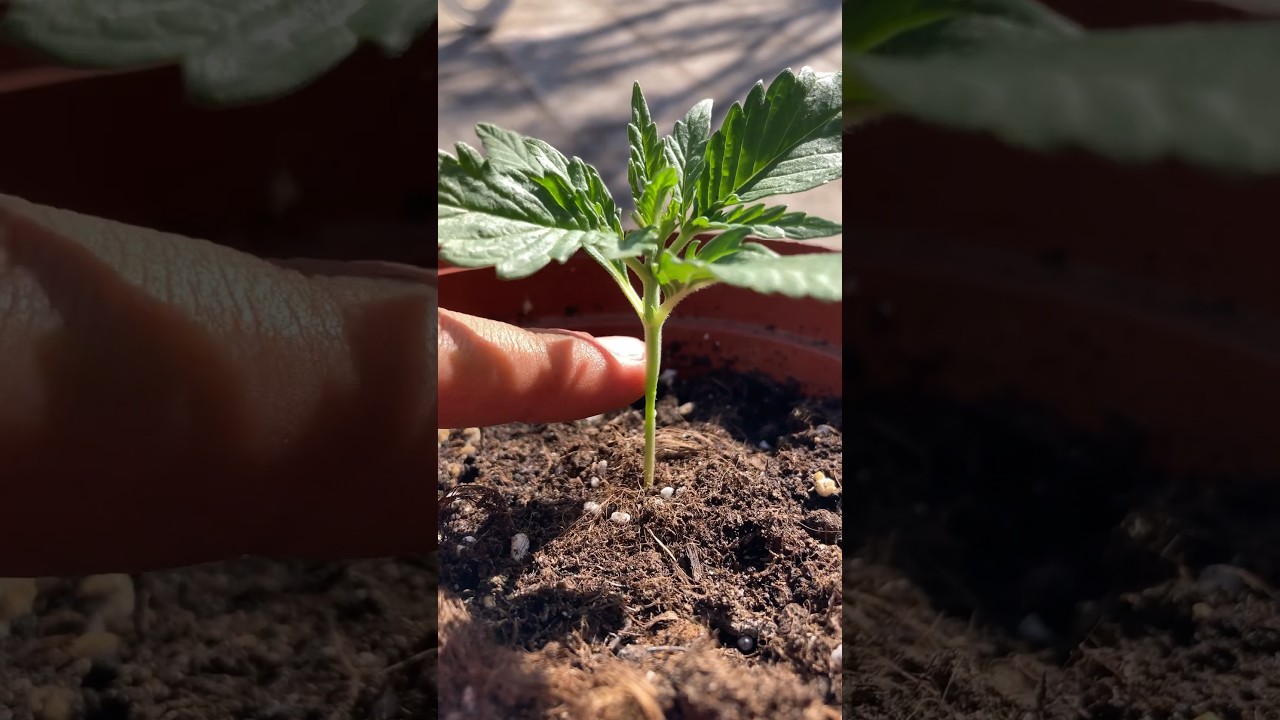 5 Best Growing Tips for BEST BUDS - Indoor Cannabis Growing Guide