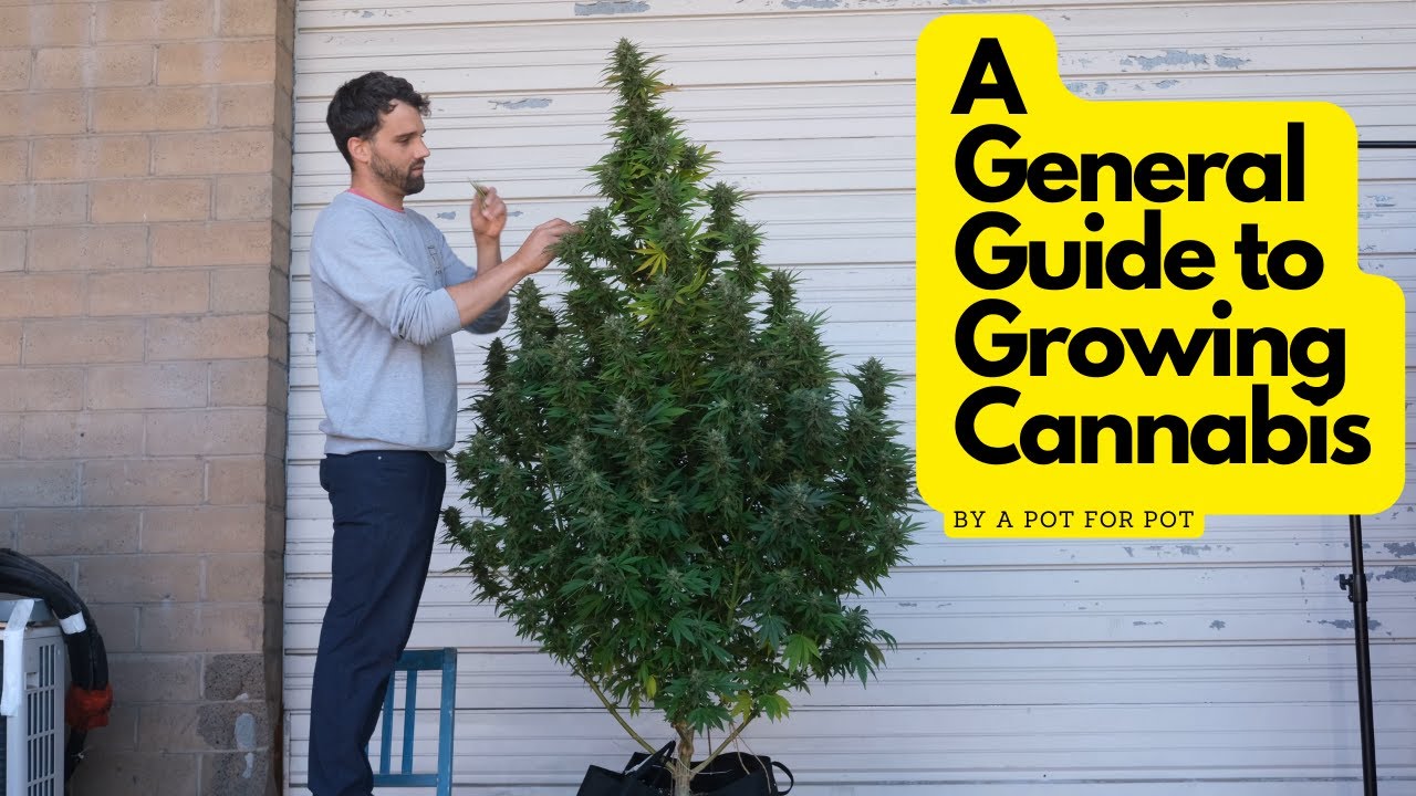 A General Guide to Growing Cannabis at Home