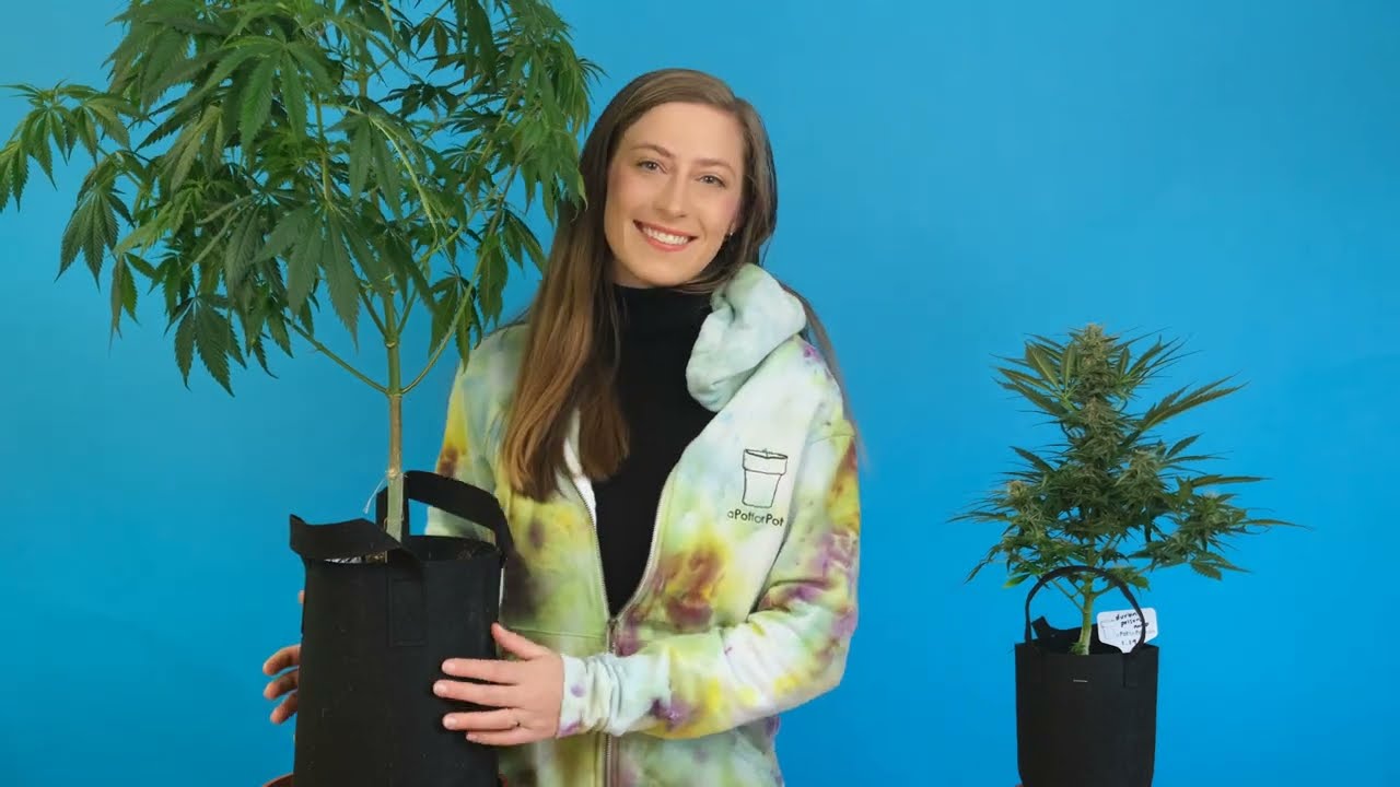 Complete Guide to Growing Cannabis at Home: Indoor vs. Indoor Cultivation Outside