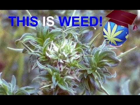 Australian Bastard Cannabis: Profile and Status of a Rare Cultivar You Should Know