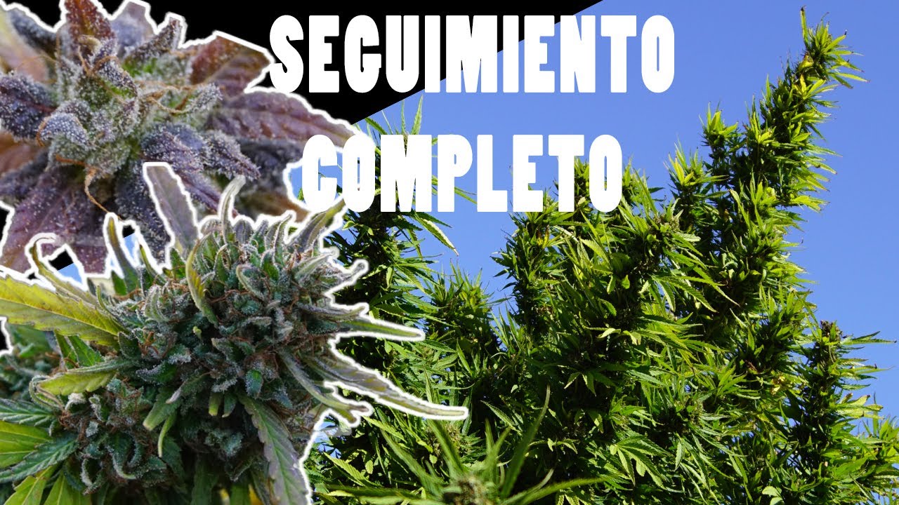 HOW I GREW 3 METER #MARIHUANA | From Seed to Harvest