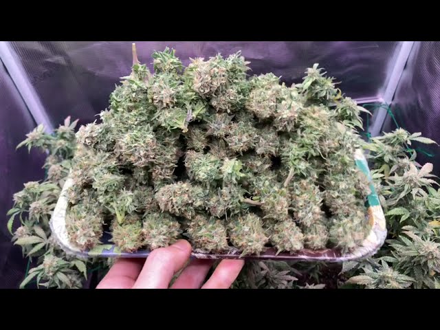 Somango Scrop Harvesting: How to Optimize Cultivation with MarsHydro FC3000