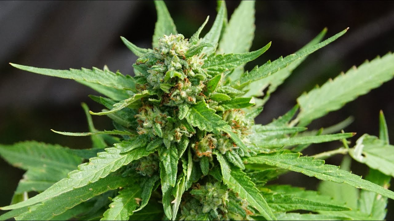GROWING MARIJUANA OUTDOORS | FULL WHITE WIDOW TRACKING