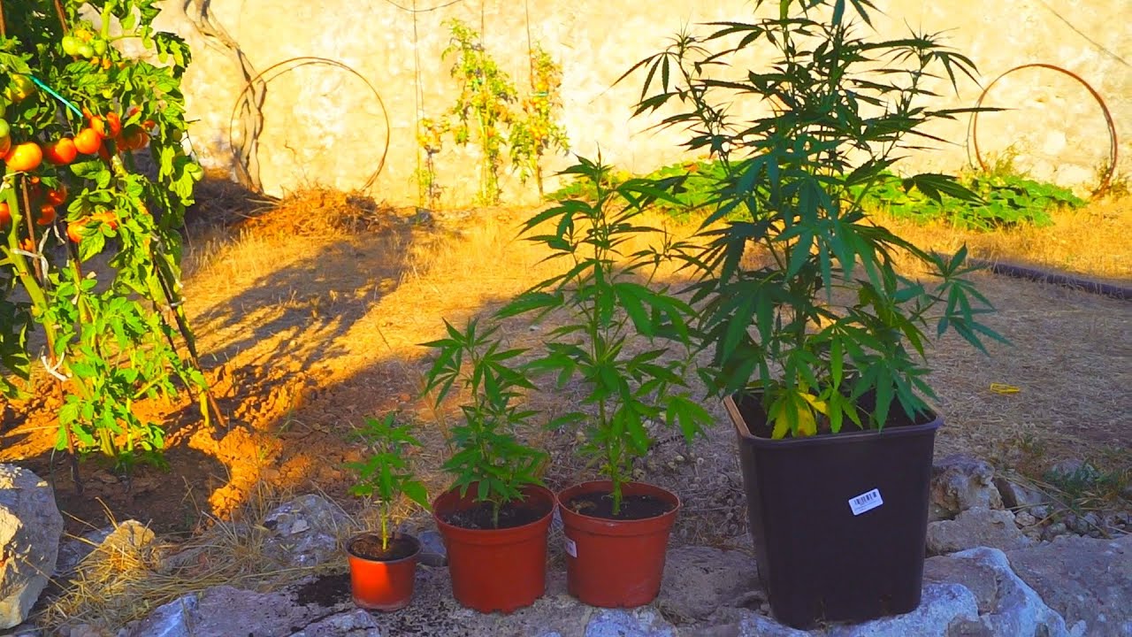 #CULTIVO MARIJUANA CUTTINGS | Full Outdoor Tracking
