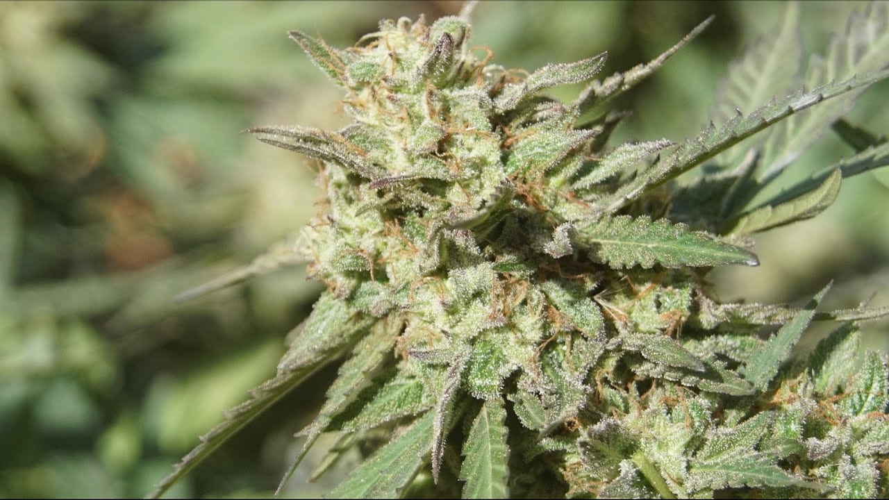 MARIUHANA CULTIVATION with OUTDOOR SCROG TECHNIQUE 2021
