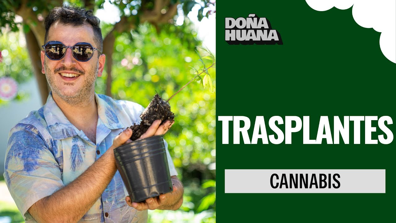 CULTIVATION FOR ADVANCED - TRANSPLANTS