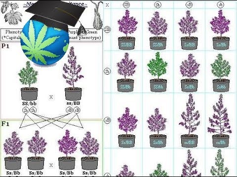 Cannabis Growing Basics: Advanced Guide to Cannabis Breeding