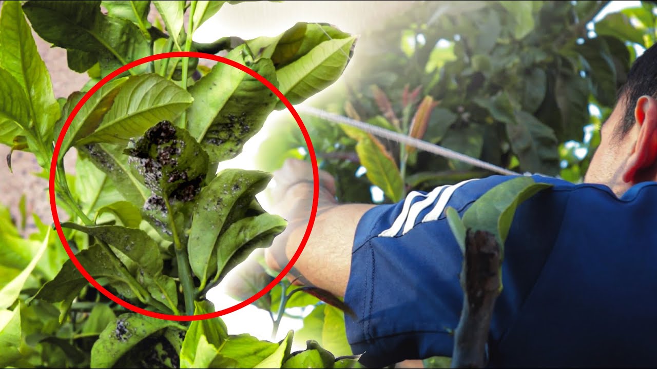 Mealybugs, Aphids, and Bold: How to Identify and Control Pests in Cannabis Cultivation