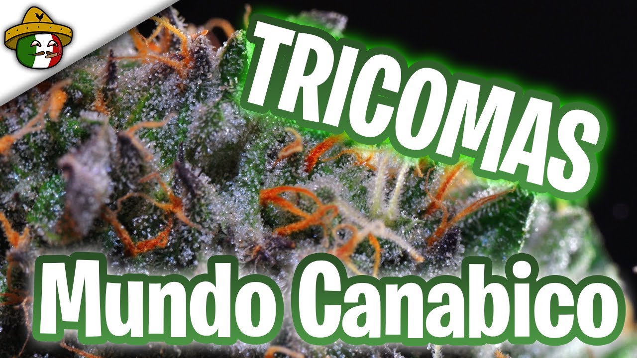 Trichome Color When Harvesting: How to Identify the Perfect Time to Harvest Cannabis