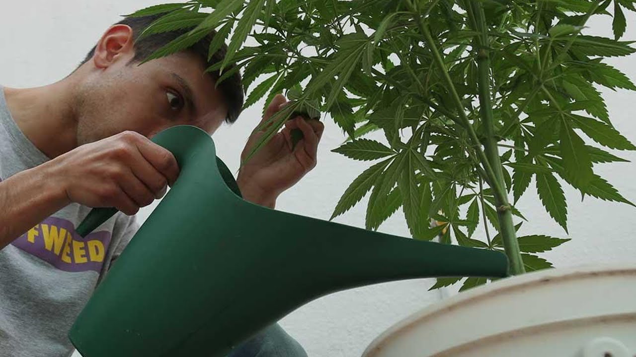 How to Water a Marijuana Plant