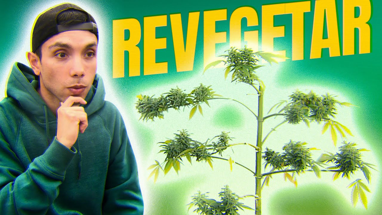 How to Revegetate a Marijuana Plant