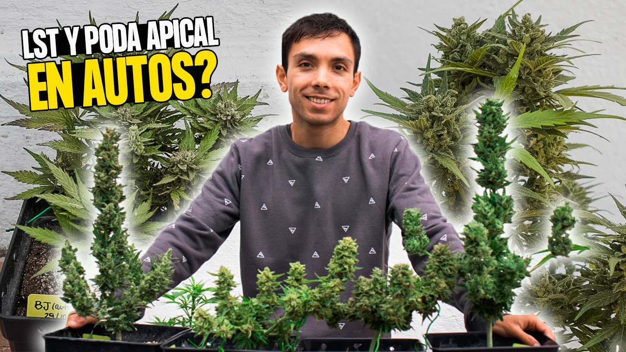 How I Grew Autoflowers Outdoors: Complete Guide and Monitoring