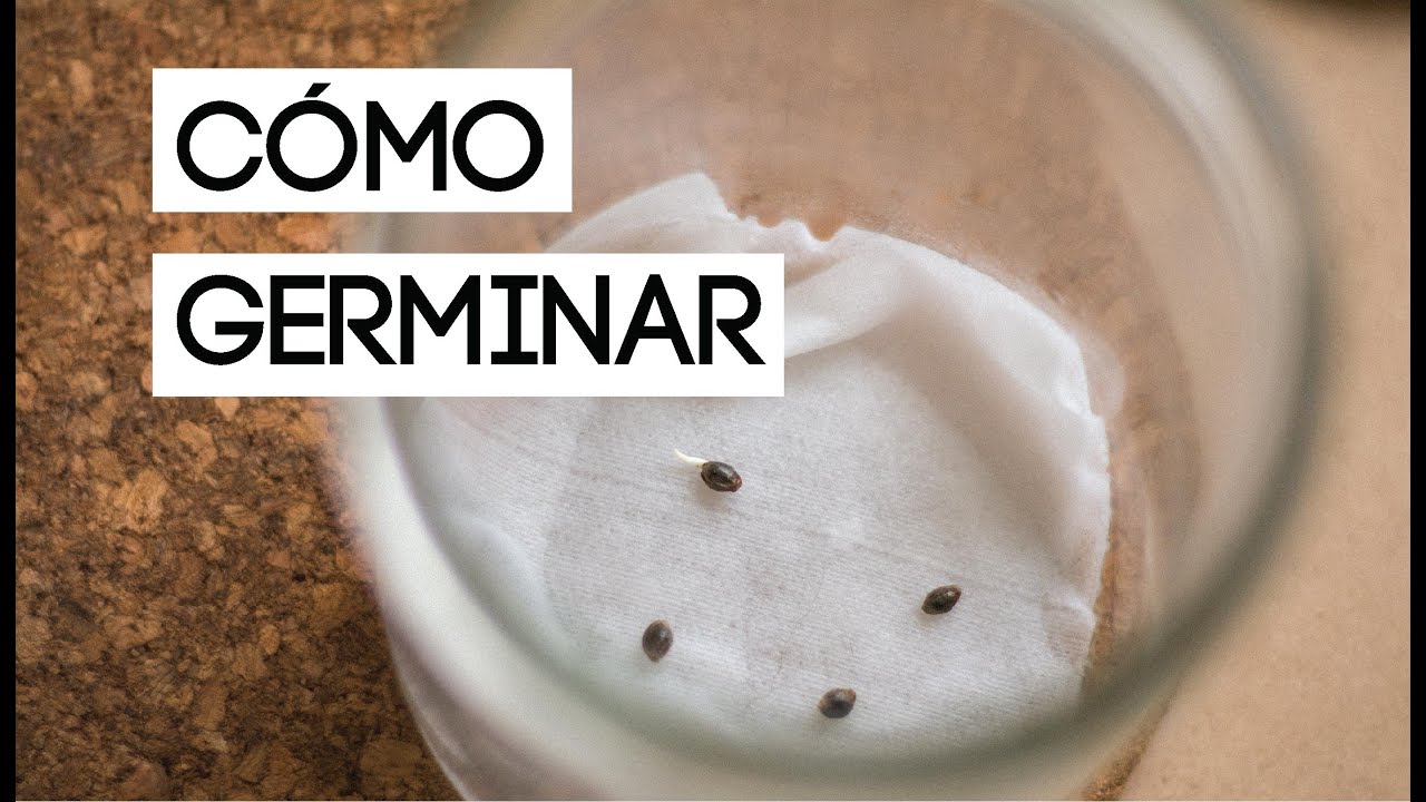 How to Germinate Seeds with a 100% Guaranteed Success Rate Cannabis Germination Tutorial