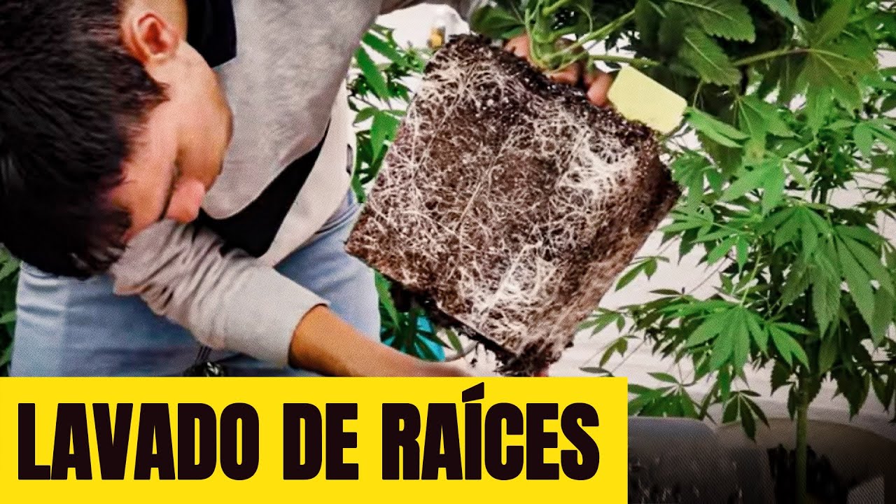 How to Flush Marijuana Plants: A Step-by-Step Guide for Growers