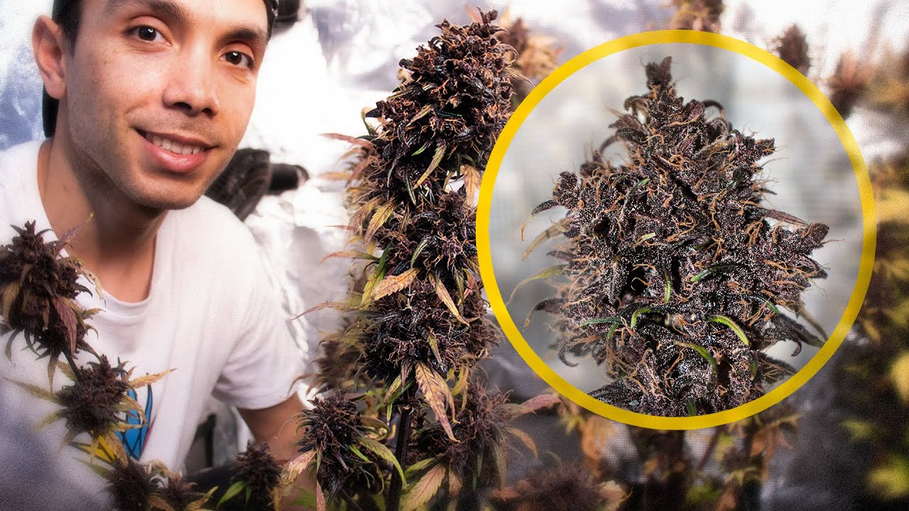 Fast harvest in INDOOR I Automatic Tracking Dark Devil Auto