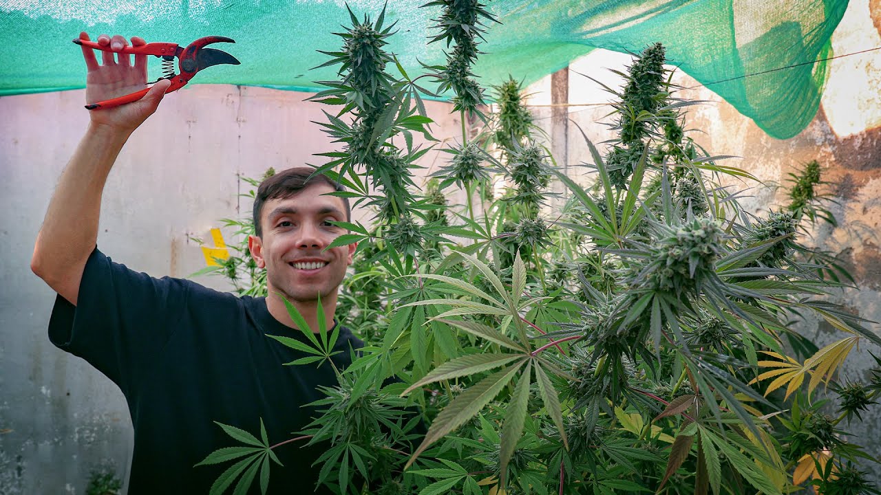 Harvest Dry and Cure Outdoor Cannabis I Common Problems