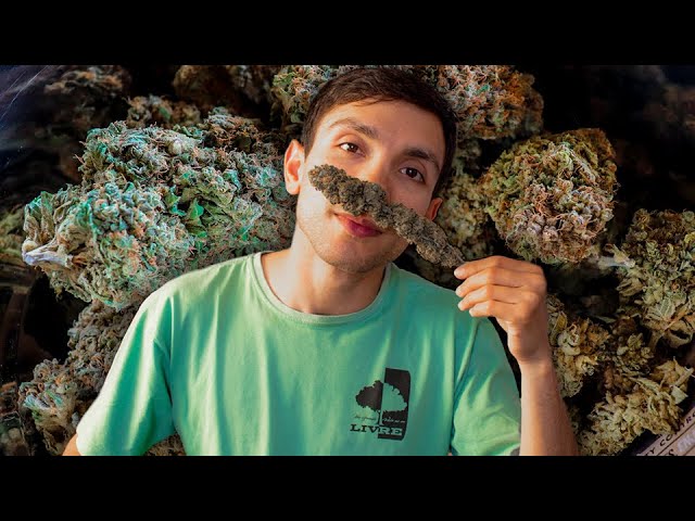 Harvest, Dry, and Cure Cannabis