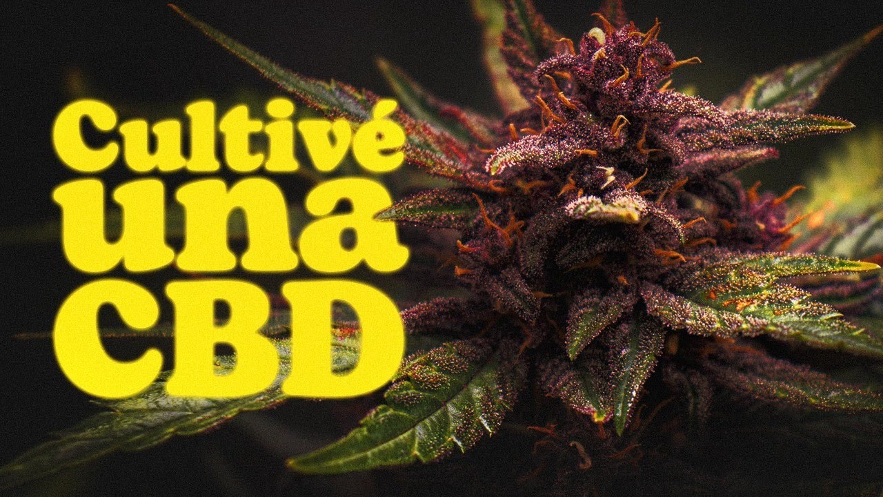 Growing and Harvesting CBD Autoflowers I Sweet Seeds®