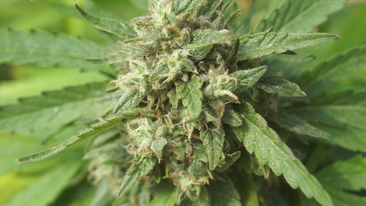 Outdoor Marijuana Cultivation 2021 | Tracking Cutting Washing Machine