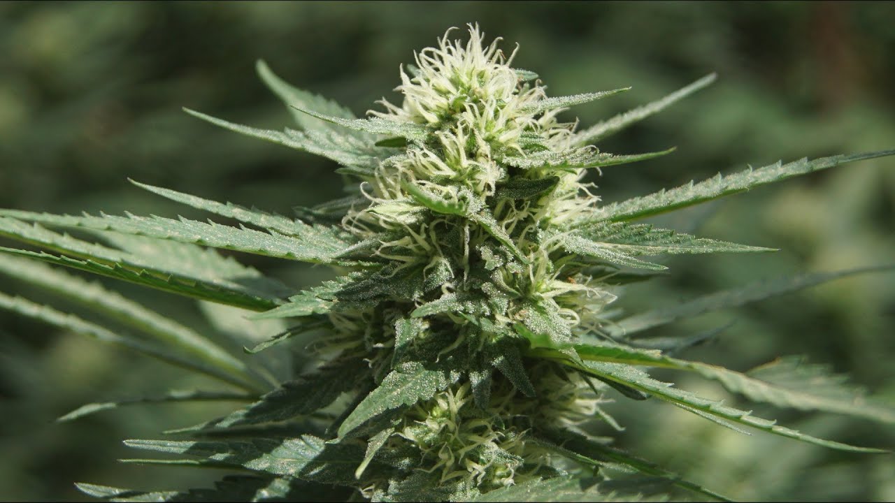 Outdoor Marijuana Cultivation 2021 | SCROG Technique Part 5