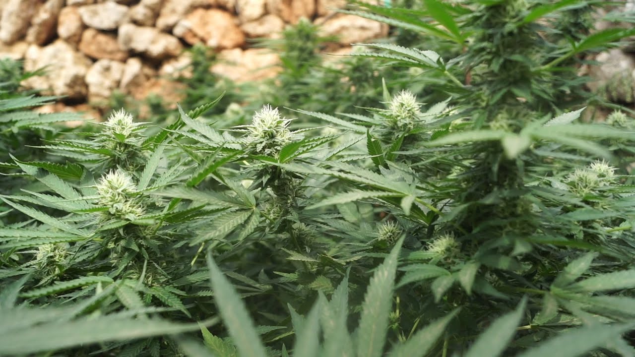 Outdoor Marijuana Cultivation 2021 | SCROG Technique Part 6