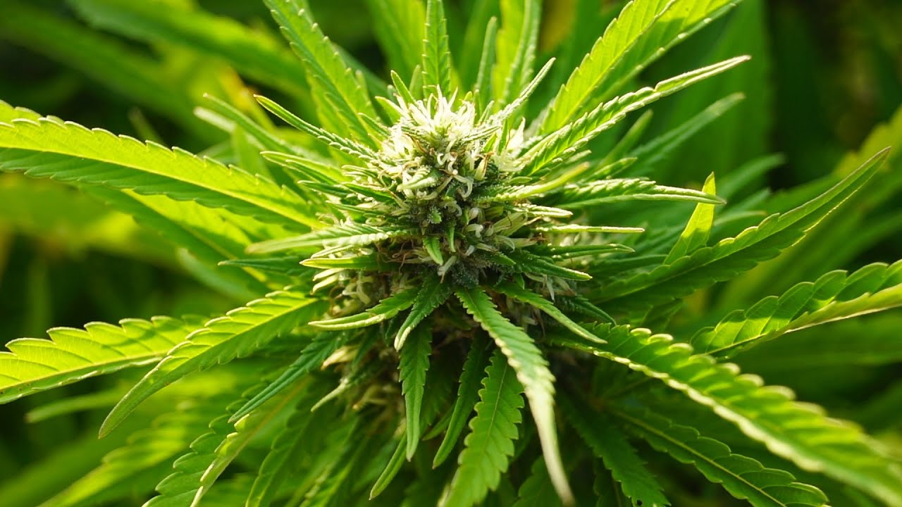 2 Meter Outdoor Marijuana Cultivation | Full Outdoor Tracking