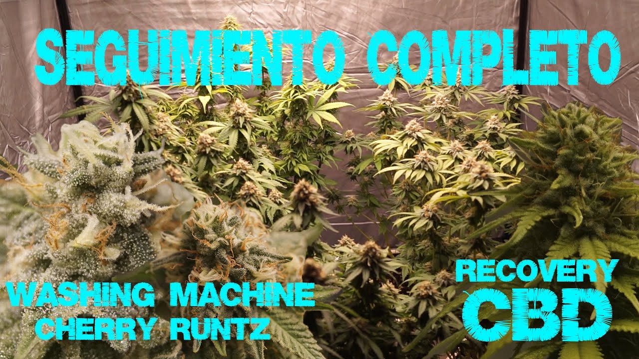 INDOOR LED Marijuana Cultivation | FULL Seed-to-Bud Tracking