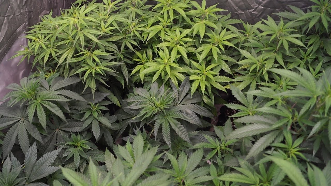 Growing Marijuana Indoor With My Brother #5: Complete Guide Using MarsHydro FC3000