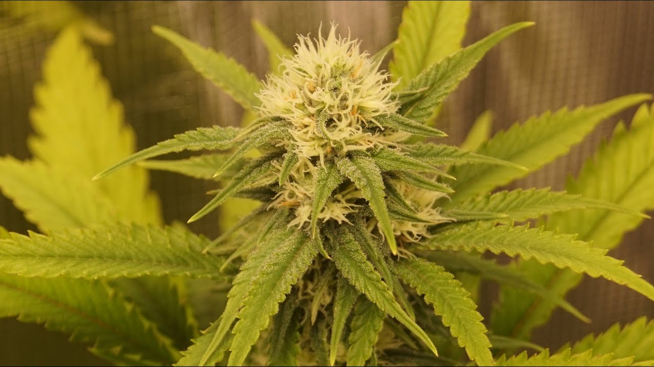 Growing Marijuana Indoor With My Brother #6: Complete Guide Using MarsHydro SP3000