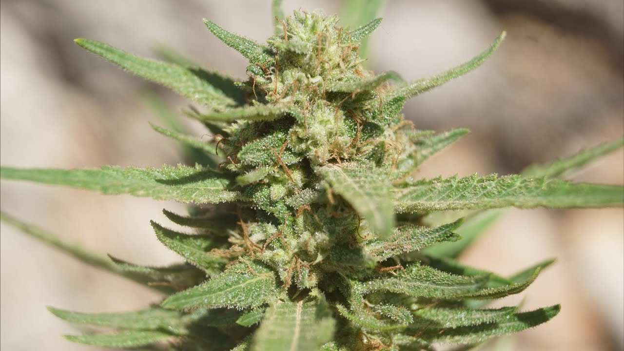 Growing Regular Marijuana Seeds 2021: Complete Guide Part 4