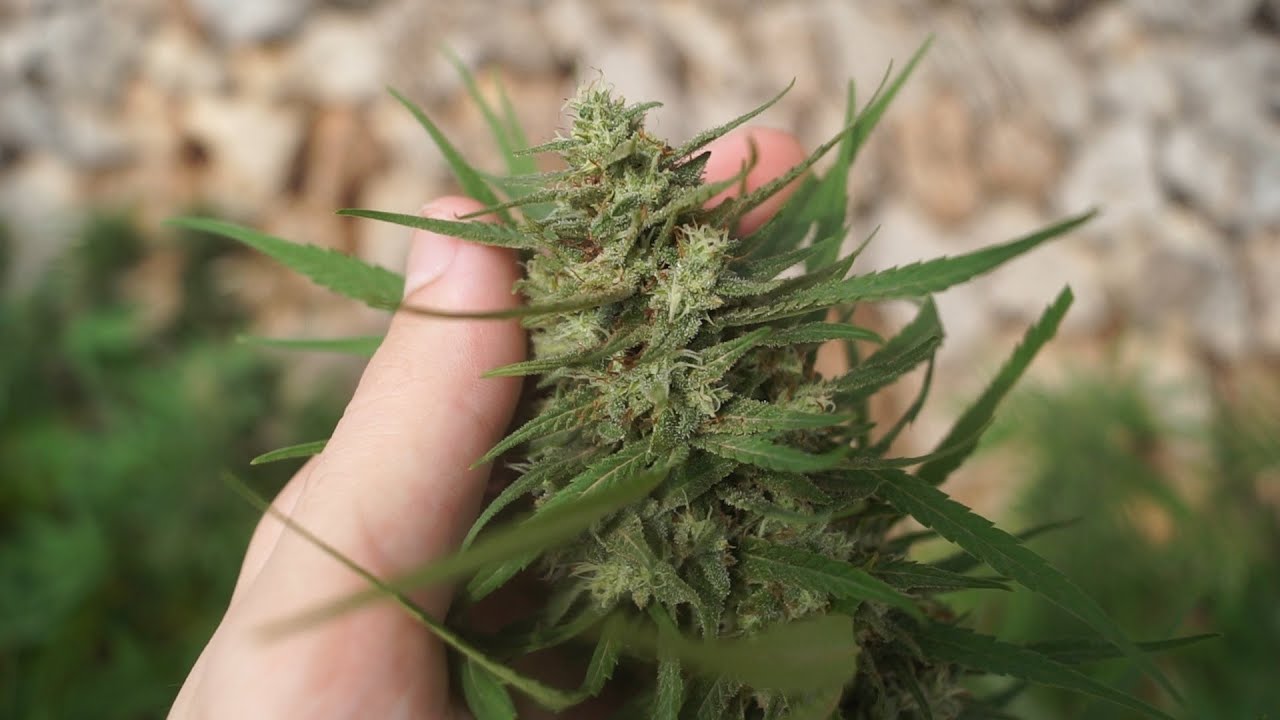 Growing Regular Cannabis Seeds | Part 5