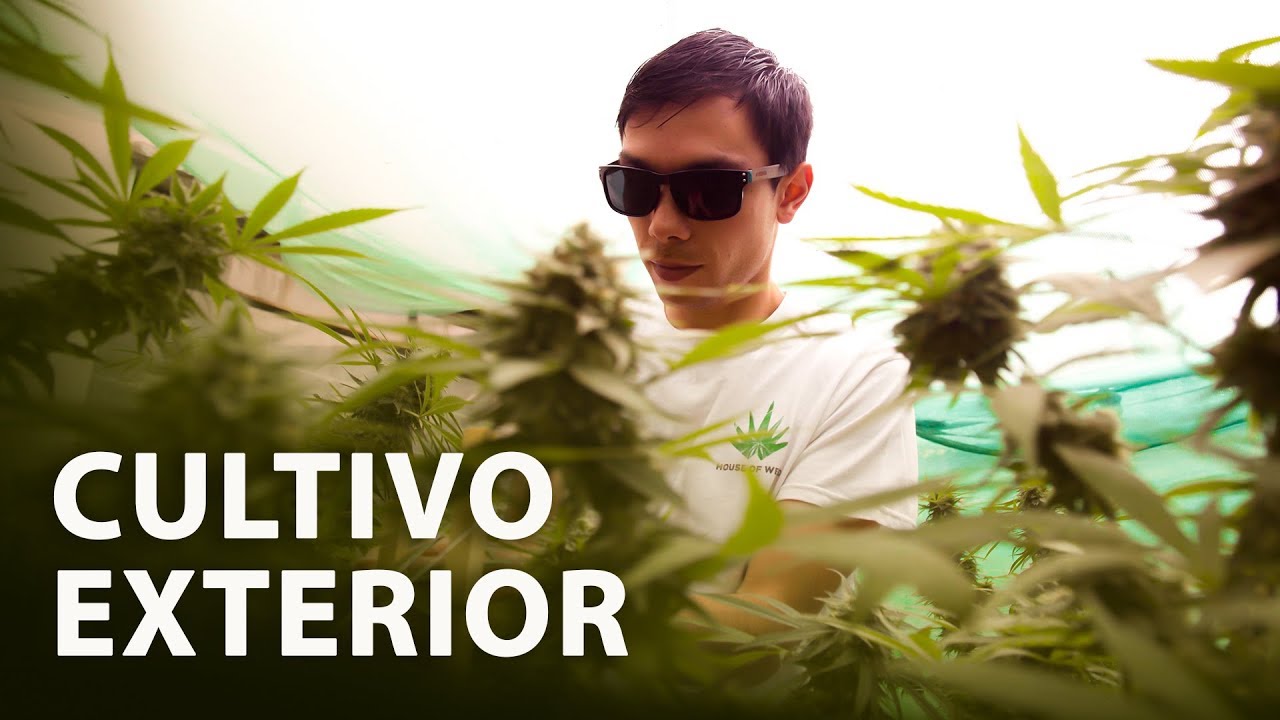 Growing Marijuana Outdoors I Step by Step