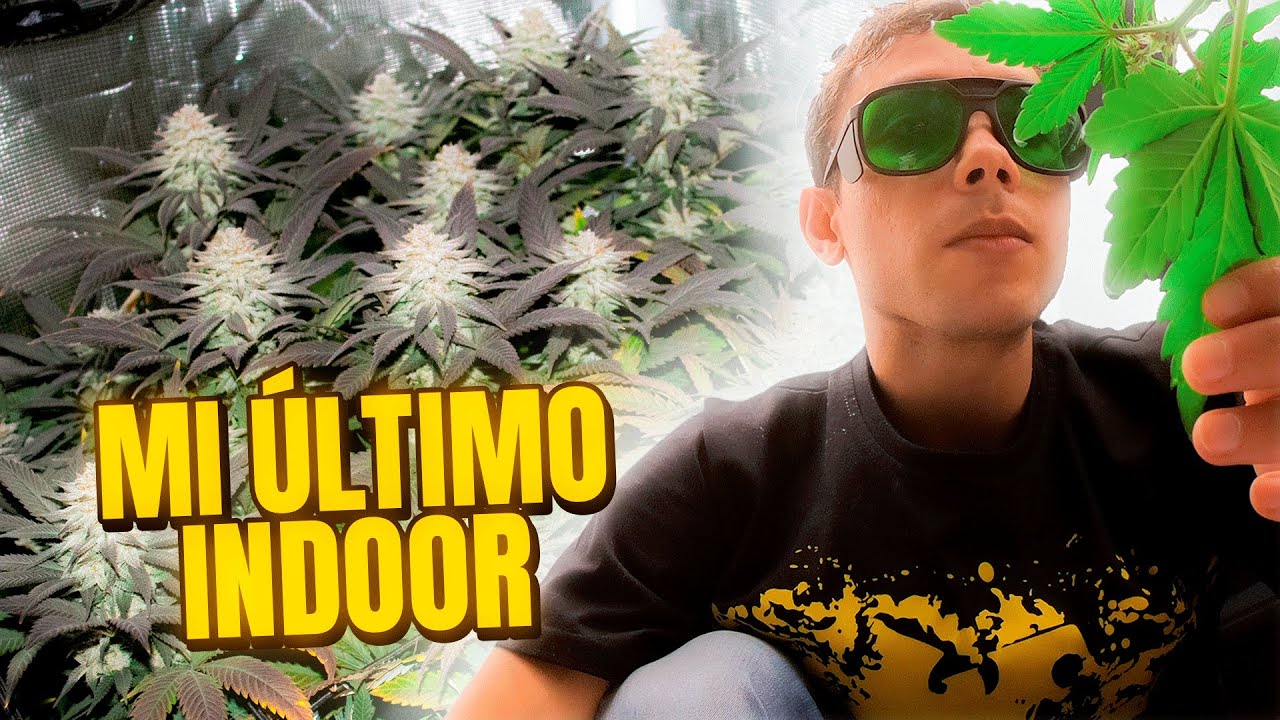 Growing Marijuana from Start to Finish in Small Tent: A Complete Guide for Beginners