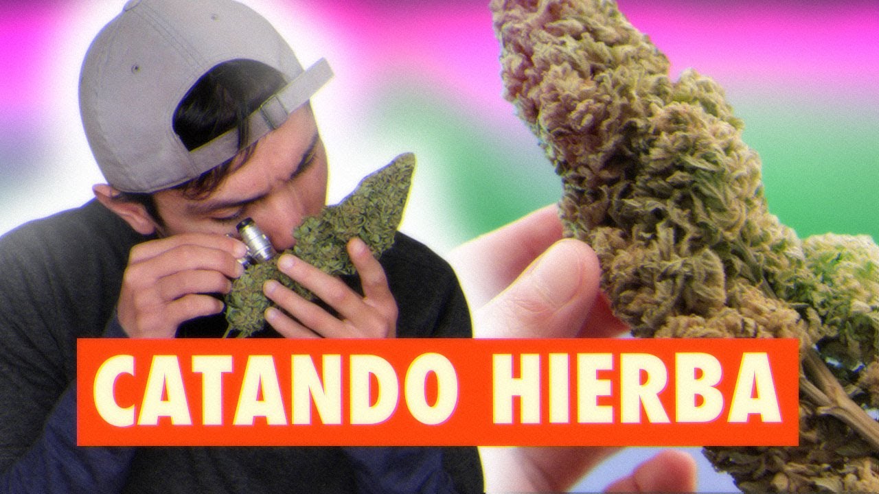 From Cultivation to Tasting I try a fast flowering variety from Sweet Seeds