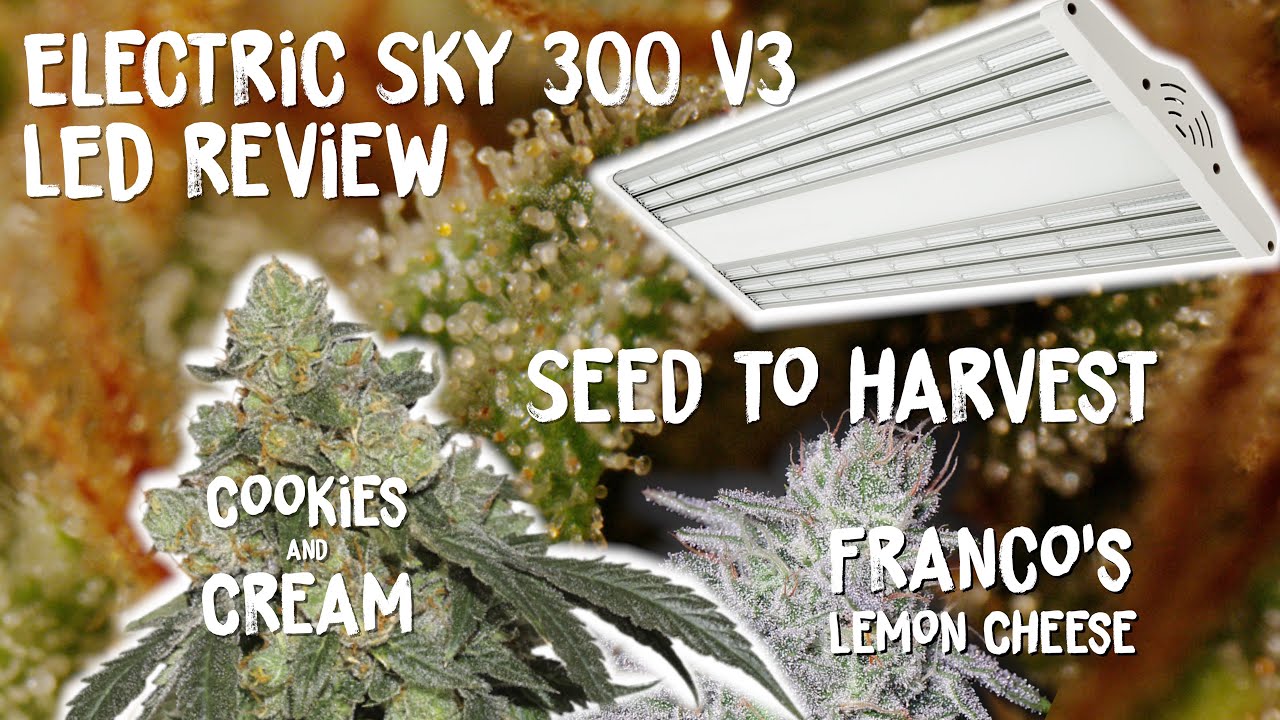 ELECTRIC SKY 300 V3 FROM SEED TO HARVEST REVIEW | GREEN HOUSE SEEDS LEMON CHEESE and COOKIES  CREAM