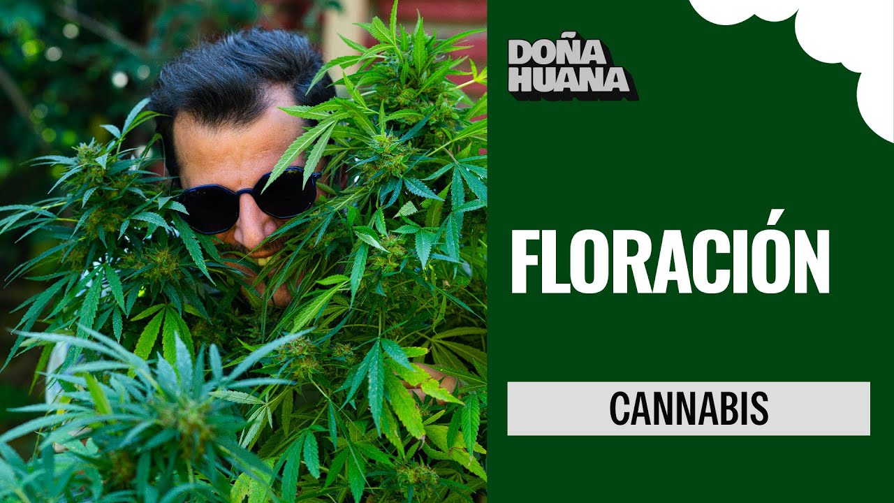 FLOWERING STAGE - FERTILIZERS - BOOSTER - MOLASSES - BIOSTIMULANT - CULTIVATION FOR ADVANCED