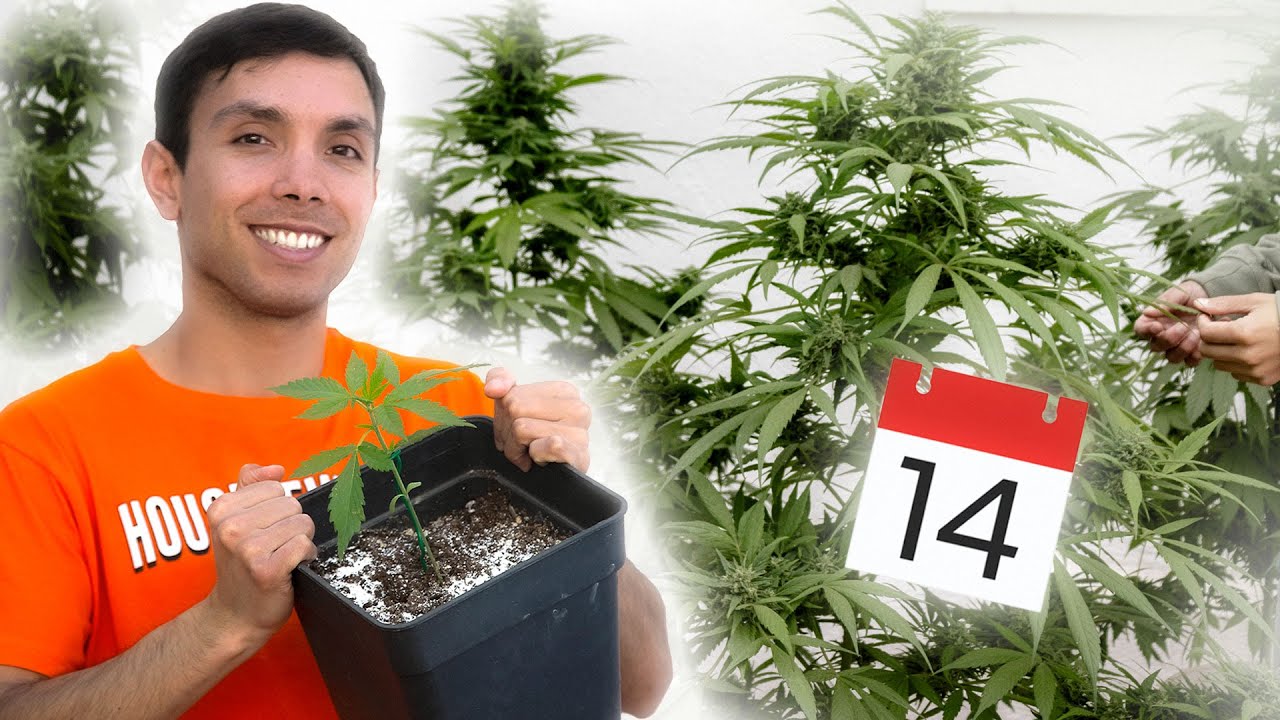Dates to grow Marijuana OUTDOORS