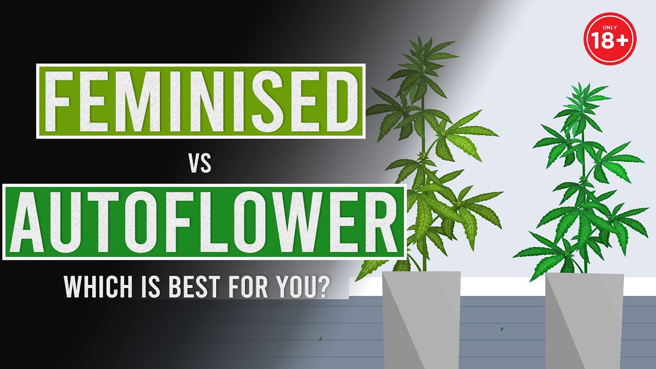 Feminized V. Autoflowering V. Regular Seeds