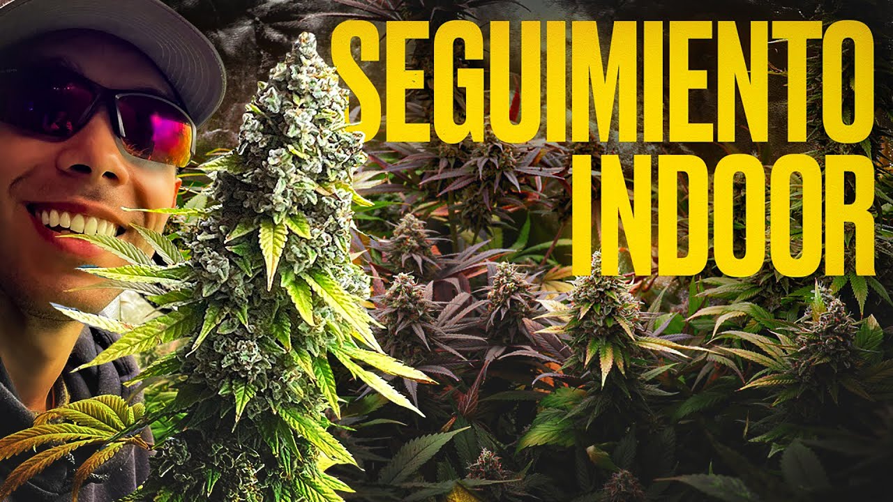 Complete Guide to Flowering and Harvesting Marijuana Indoors with Sweet Seeds and ViparSpectra KS5000