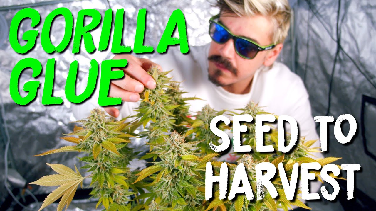 Seed-to-Harvest Gorilla Glue: Seedstockers’ #4 GG Strain Full Review on Home Grow TV