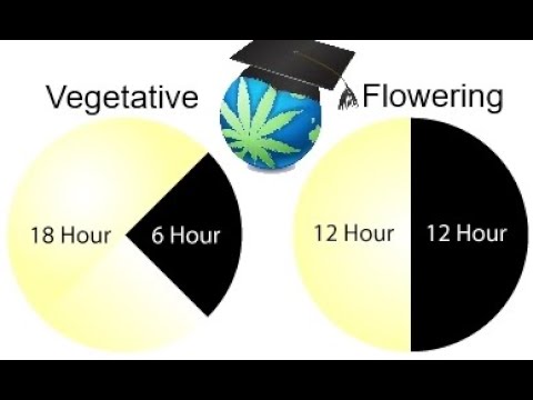 Essential Guide to the Light Cycle for Cannabis Cultivation + Emergency Tips for Blackout Situations