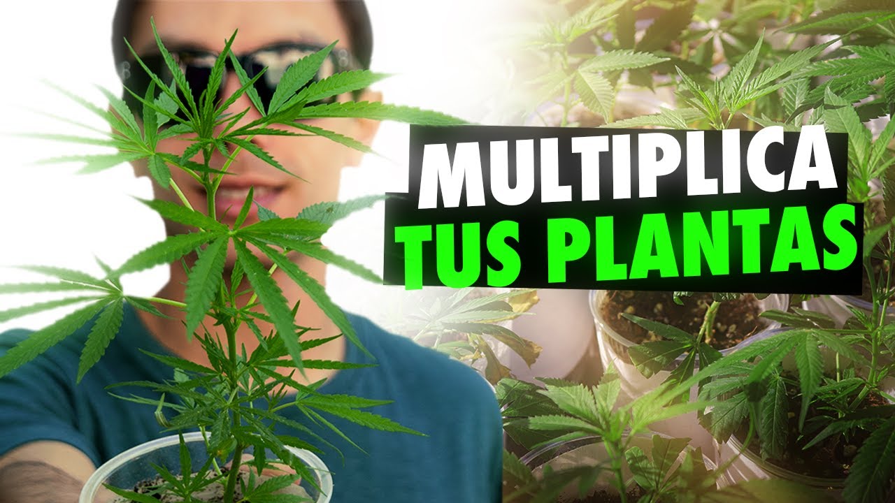 Basic Guide to Making Clings: Grow Your Cannabis Plants Successfully