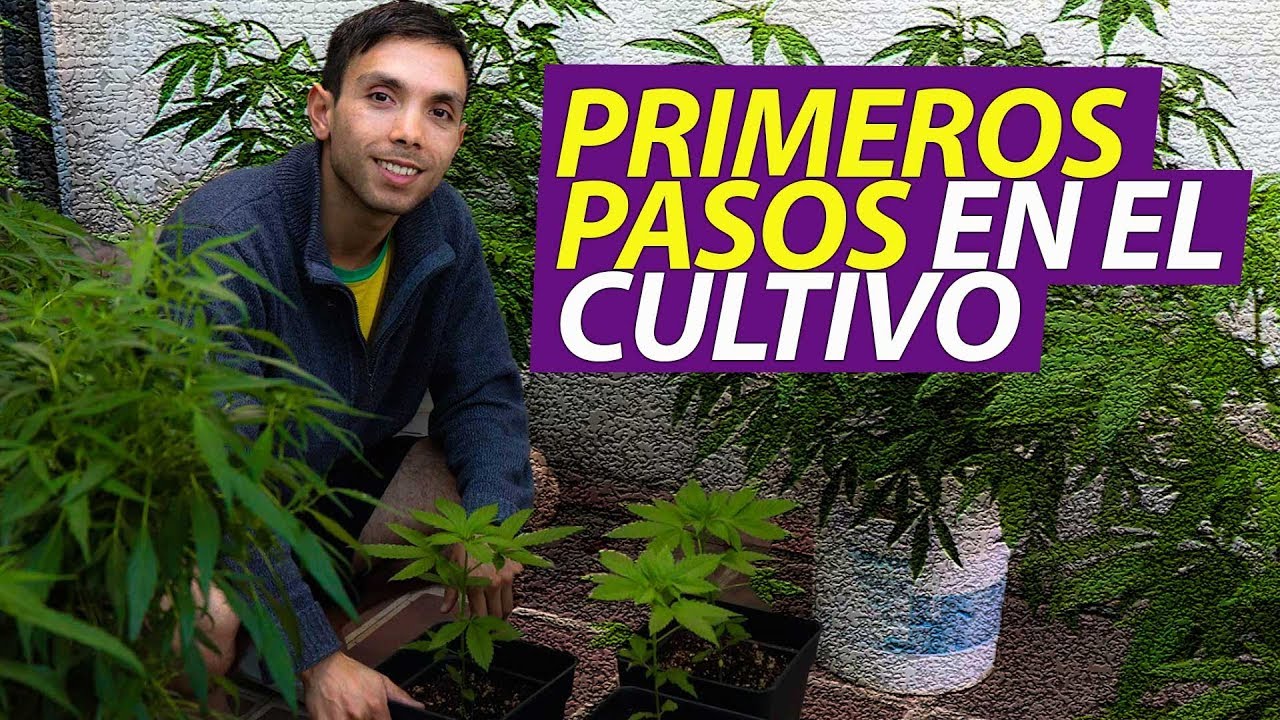 Outdoor Marijuana Growing Guide I First steps