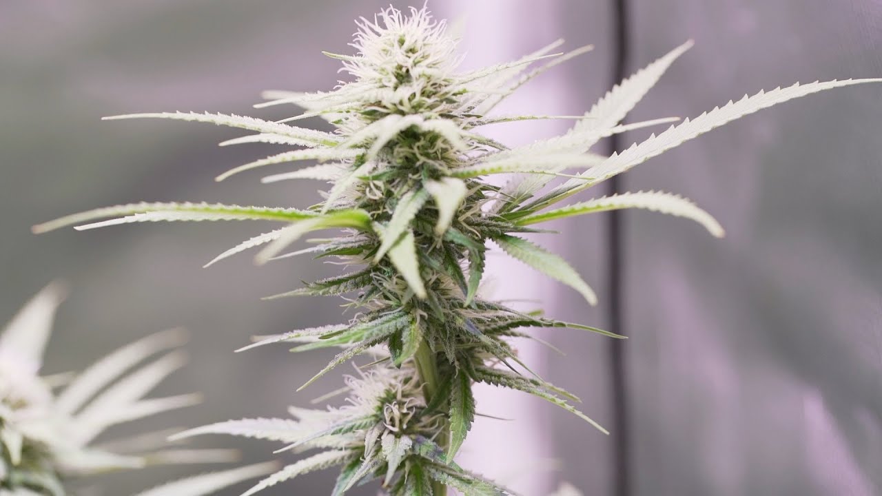 Home Grow TV | There's no place like home