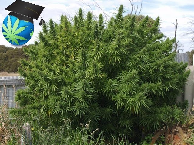 How Much Cannabis (Marijuana) Can a Plant Produce? Discover Your Performance Potential and Key Factors