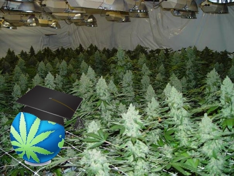 How To START A Legal Personal Cannabis Grow - Very FIRST Steps