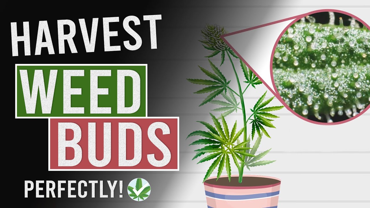 How to Harvest your Cannabis Plants