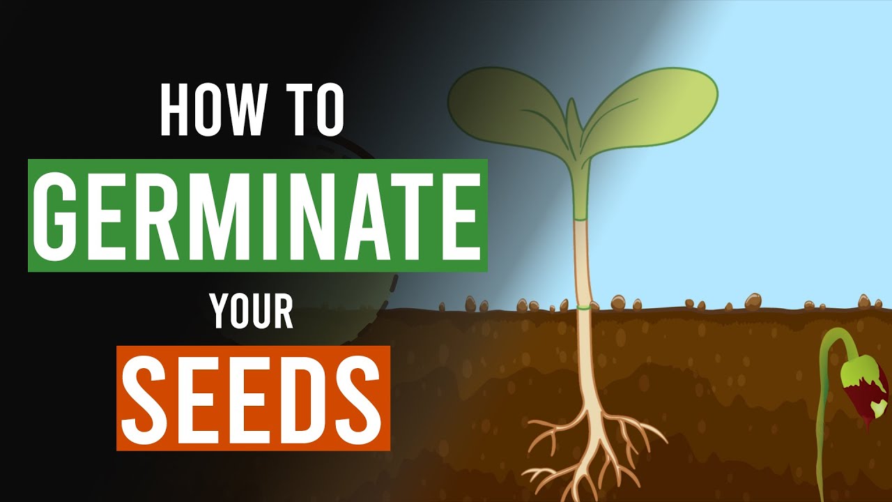 How to pot seeds and get a good start